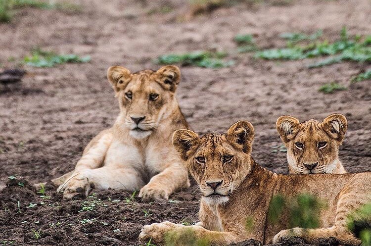 10 Days Uganda Northern Circuit Safari