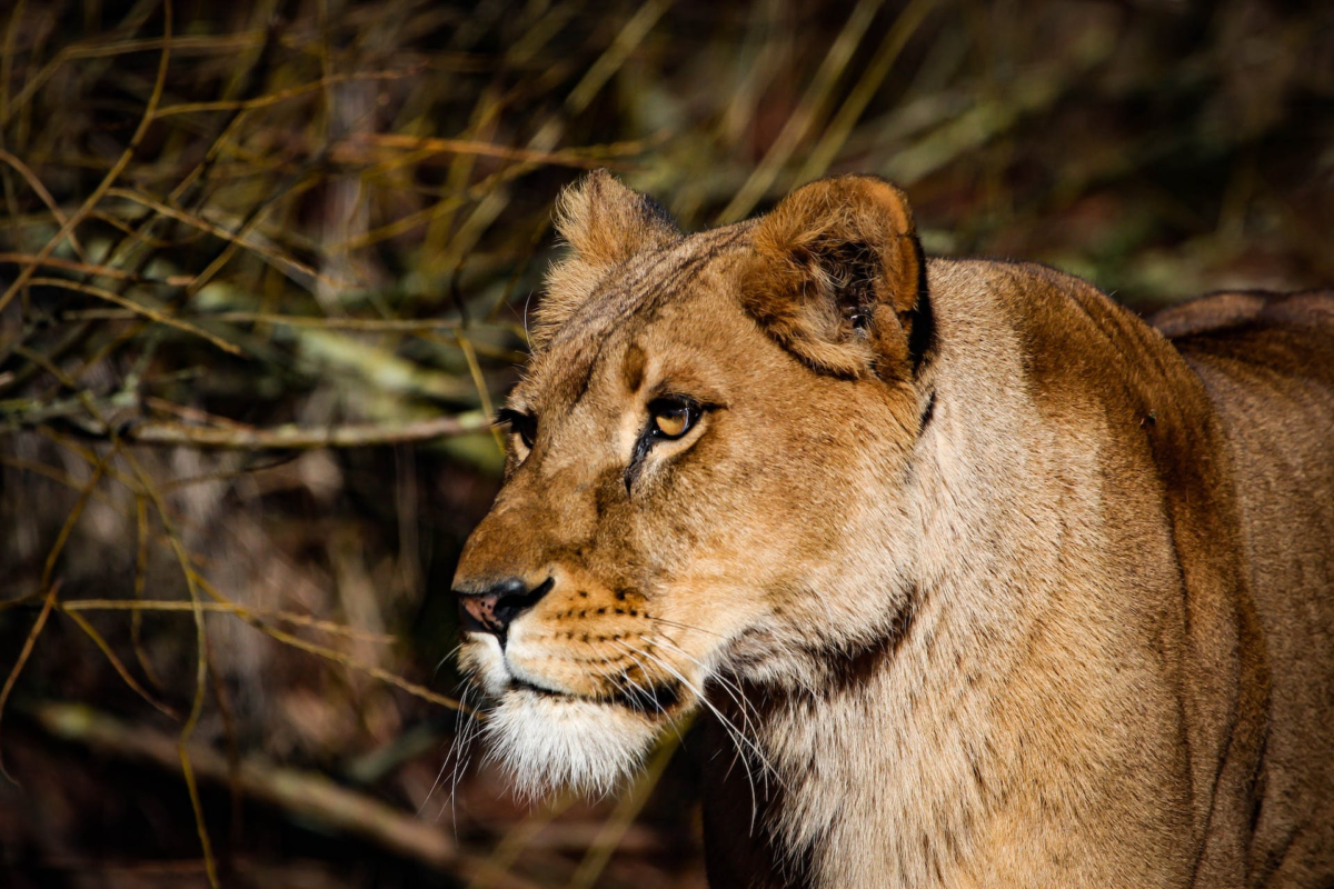 10-Day Uganda Big Five Safari