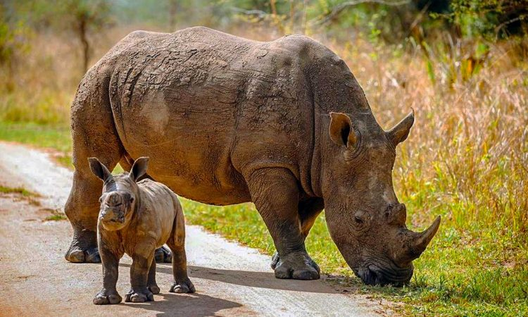 11-Day Uganda Big Five Safari